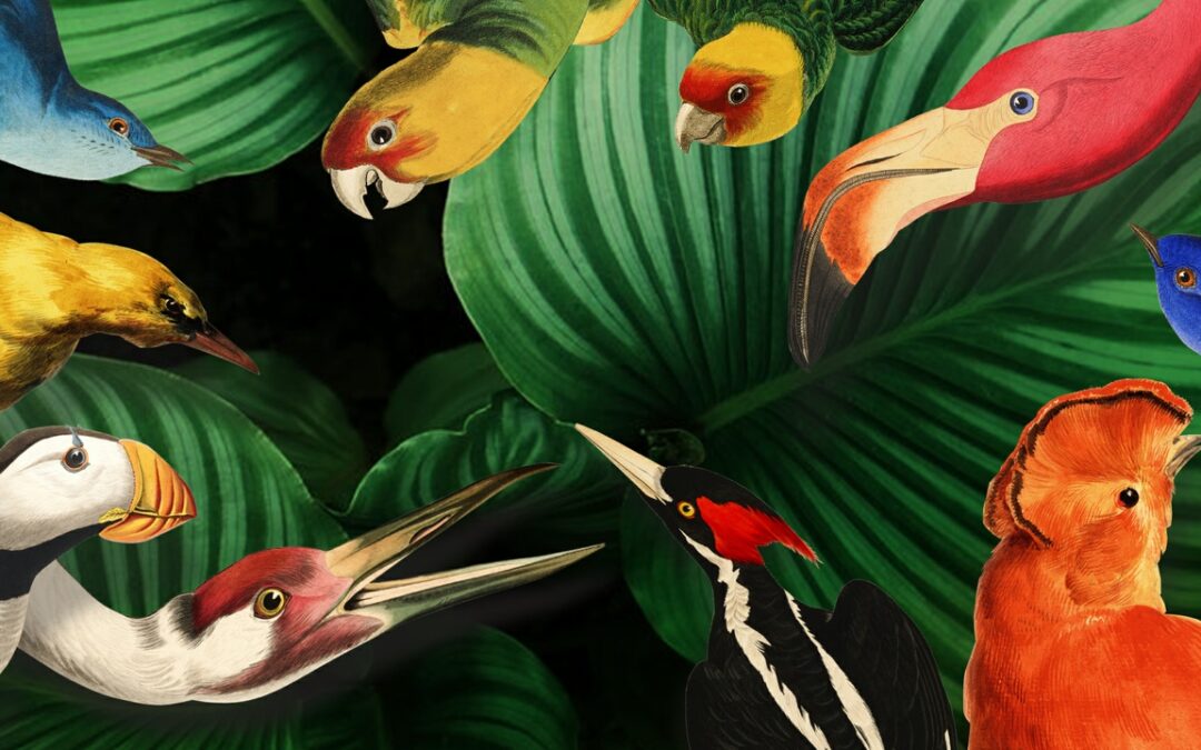 Vogelpracht in Teylers Museum
